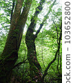 Cedar of Yakushima 015 103652800