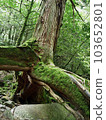Cedar of Yakushima 016 103652801