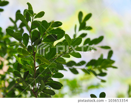 green boxwood leaves green boxwood leaves 103653354