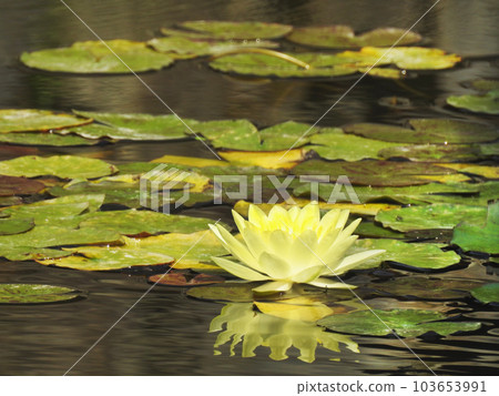 Blooming water lily 103653991