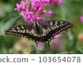 Swallowtail and pink flowers 103654078