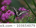Swallowtail and pink flowers 103654079