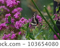 Swallowtail and pink flowers 103654080