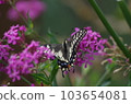Swallowtail and pink flowers 103654081