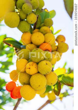 Yellow green ripening strawberry tree fruit on a branch 103654087