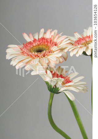 Yellow - pink gerberas on a light gray background 103654126