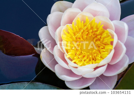 Gently pink water lily flower with a yellow center in a pond on green leaves top view Gently pink water lily flower with a yellow center in a pond on green leaves top view 103654131