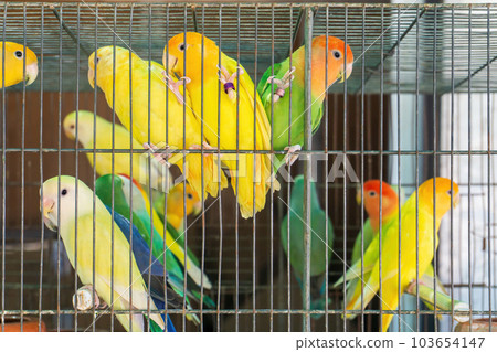Little colorful parrots in a cage Little colorful parrots in a cage 103654147