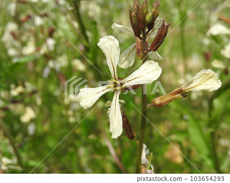 十字花科一年生草本植物“火箭芝麻菜” 103654293