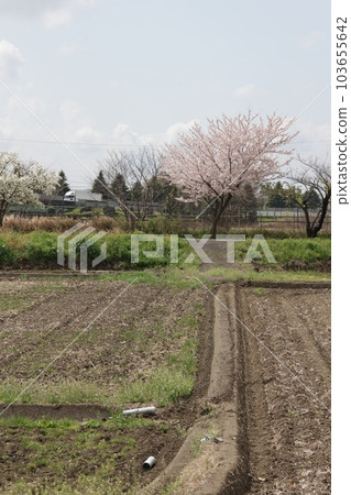 A single cherry tree in full bloom and scenery of footpath 103655642