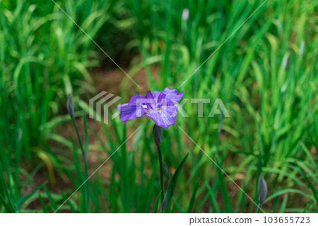 Koishikawa Korakuen 2023 (Summer) Iris Koishikawa Korakuen 2023 (Summer) Iris 103655723