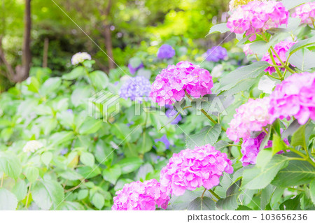 Asukayama公園的繡球花 103656236