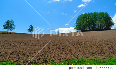 Biei Town Mild Seven Hill 24 103656340