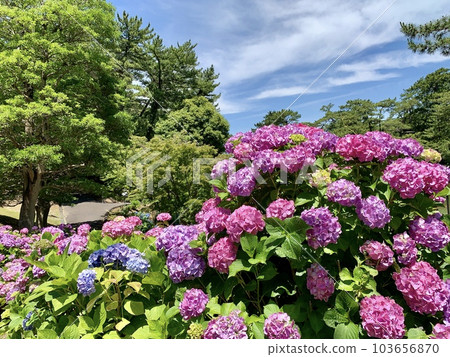 盛開的繡球花（粉紅色）（愛知縣岡崎市東公園） 103656870