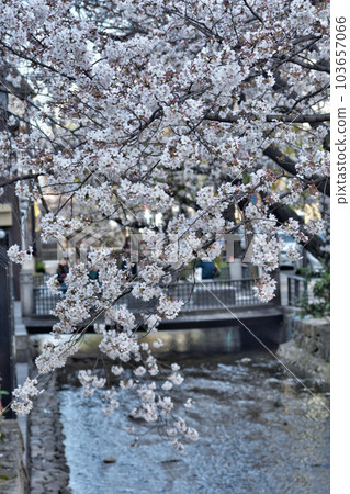 Cherry blossoms in Takase River 103657066