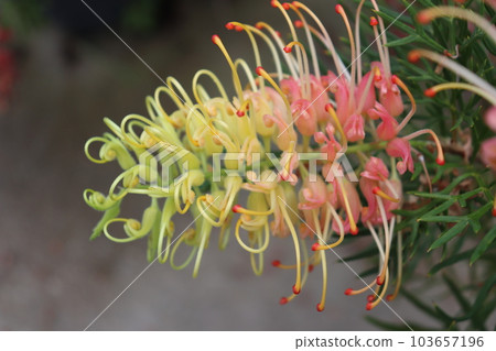 Grevillea 桃子和奶油花。 103657196