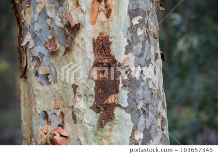 Tree Trunk  103657346