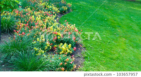 Garden with a flowers and a lawn. Wide photo. 103657957