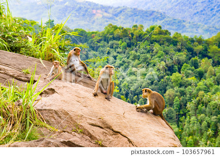 monkeys on a sheer cliff in the wild nature of Sri Lanka. 103657961