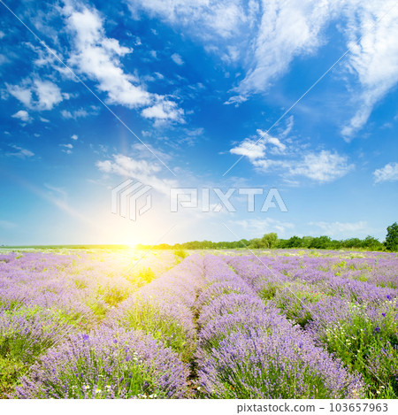 Vibrant lavender field and sun rise. Vibrant lavender field and sun rise. 103657963