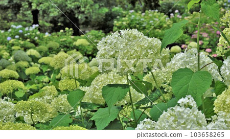 繡球花安娜貝爾（附視頻） 103658265