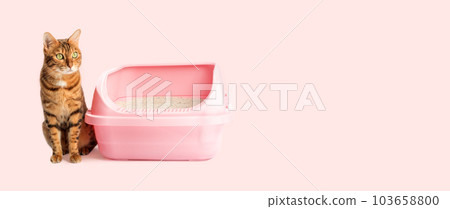 A Bengal cat sits next to a plastic toilet bowl filled with bentonite on a colored background. A Bengal cat sits next to a plastic toilet bowl filled with bentonite on a colored background. 103658800
