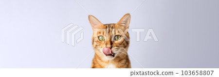 Licking Bengal shorthair cat close-up on the background. 103658807