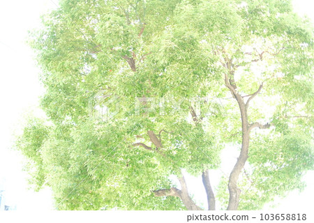 一棵新樹在初夏的強烈陽光下閃耀 一棵新樹在初夏的強烈陽光下閃耀 103658818