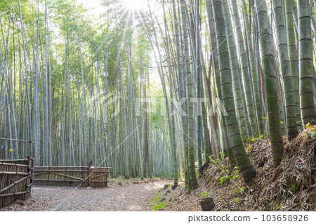 美野田竹林海道 103658926