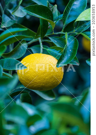 天津橘子(觀光地) 熊本縣水俁市綱町的特產 天津橘子(觀光地) 熊本縣水俁市綱町的特產 103658953