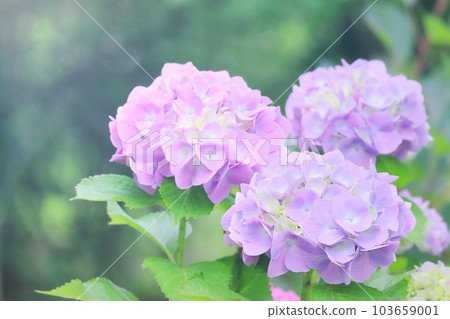 淺紫色和粉紅色的繡球花在雨季盛開 103659001