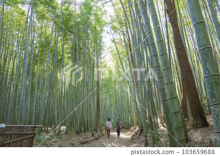 美野田竹林海道 103659688