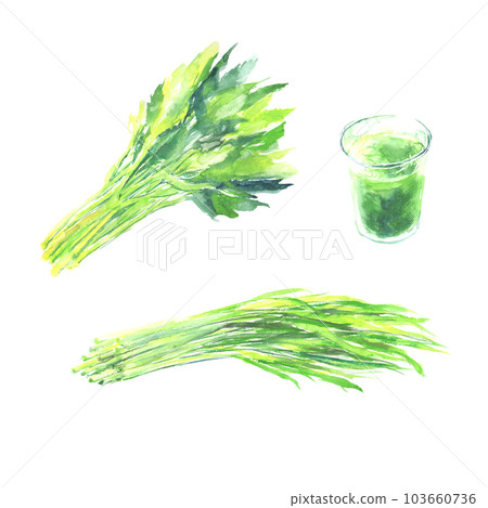 Illustration of tomorrow's leaf, young barley leaf and green juice drawn by watercolor 103660736