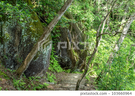 沿著綠色的山間小道前行 103660964