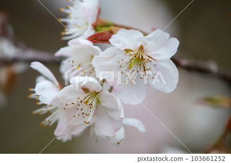 Tangran Sakura Tangran Sakura 103661252