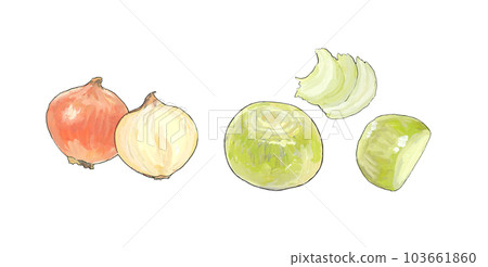 Watercolor style onion slice illustration 103661860