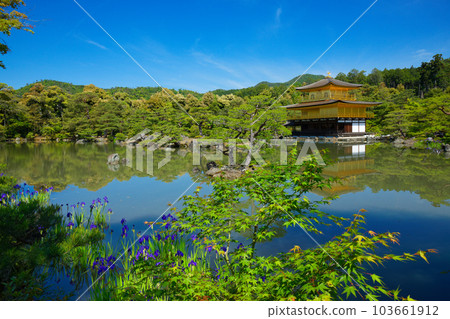 Kinkakuji 嫩葉和新鮮的綠色植物 Kakitsubata 103661912