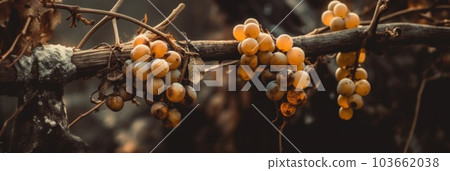 A bunch of grapes hanging from a tree branch. Generative AI image. 103662038