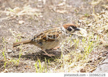 Sparrow Sparrow Sparrow Beneficial bird Measure bird Harmful bird Migratory bird Small bird 103662128