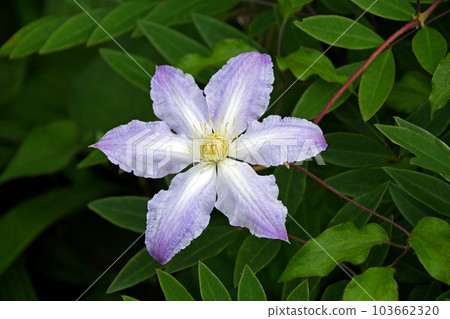 威靈仙 威靈仙 103662320