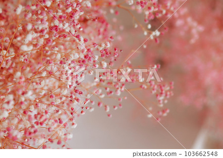 Small pink gypsophila flowers on a blurred soft pink background for background and wallpaper use. 103662548