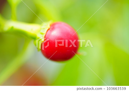 macro shooting. Small red pepper on a branch in the garden. macro shooting. Small red pepper on a branch in the garden. 103663539
