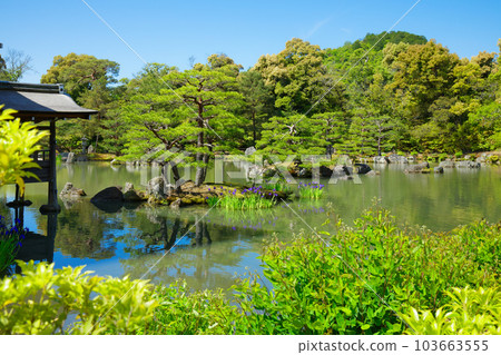 Kinkakuji Kyoko Pond Young leaves and fresh green Iris iris 103663555