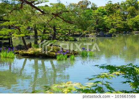 Kinkakuji Kyoko Pond 年輕的葉子和新鮮的綠色鳶尾鳶尾 103663566