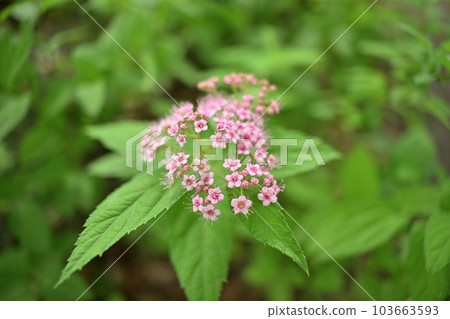 Cute Shimotsuke in full bloom 103663593