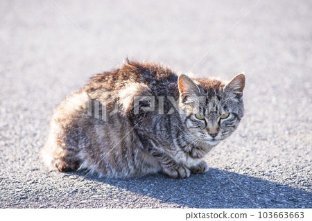 日本貓野雞貓貓坐著凝視 103663663