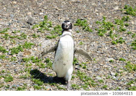 Magellanic penguin on Martillo island beach, Ushuaia 103664815