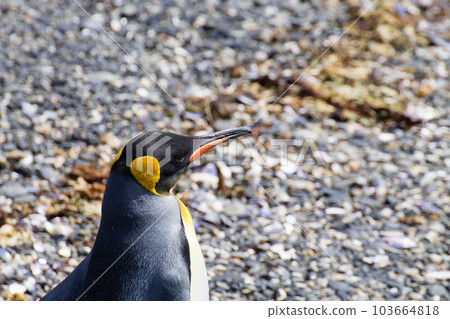 King penguin on Martillo island beach, Ushuaia 103664818