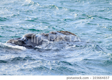 Whale watching from Valdes Peninsula,Argentina. Wildlife 103664837