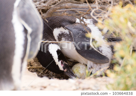 Magellanic penguin incubating egg. Punta Tombo penguin colony, Patagonia Magellanic penguin incubating egg. Punta Tombo penguin colony, Patagonia 103664838